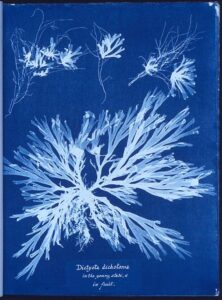 A cyanotype of a plant.  White sun print on blue paper.