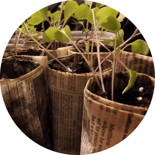 Newspaper pots with sprouting seedlings
