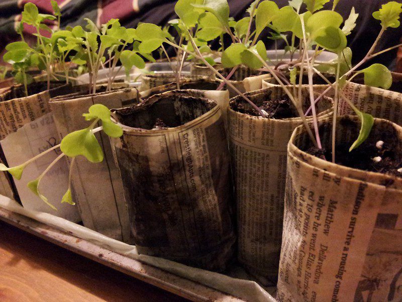 Seed Starting Pots image from: https://www.flickr.com/photos/mcrecycles/8630769281