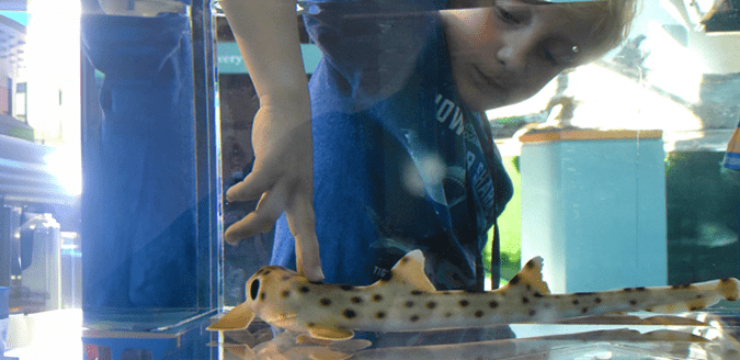 Child interacting with a small shark in a touch tank from the National Mississippi River Museum & Aquarium.