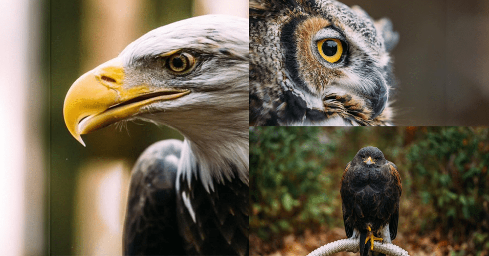 Collage of birds of prey
