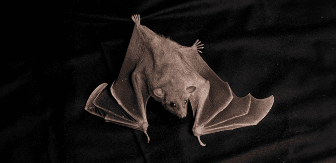 Bat