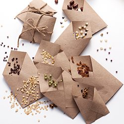 Heritage, heirloom garden seeds in home made brown paper packets, collected in the fall and ready for planting in spring, on white.