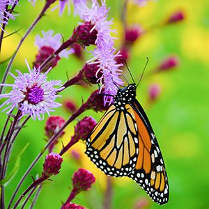 A monarch butterfly collects nector from a purple flowering plant.