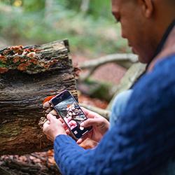 Man taking a photo of a mushroom for identification using AI.