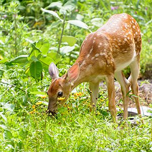 White tailed deer fawn nibbling flowers in a garden
