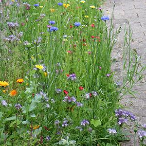 a Pocket Prairie along a stone path