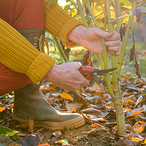 Fall Clean-up with Forever Green