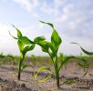 Young shoots of corn closeup. Fertile soil. Farm and field of cereals top view. Agriculture.