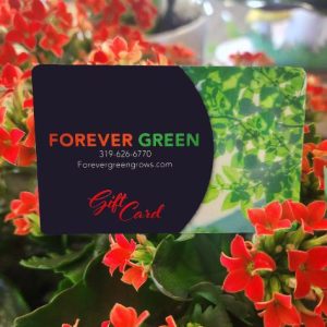 Forever Green Gift Card propped among red flowers