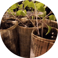 Newspaper pots with sprouting seedlings