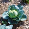cabbage